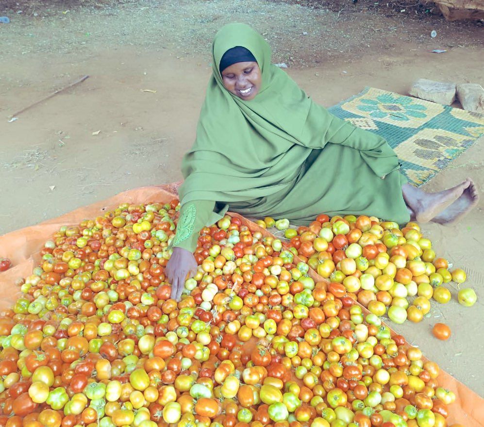 Mandera Mothers Reap First Harvests with Support from HANAANO Climate-Resilience Program