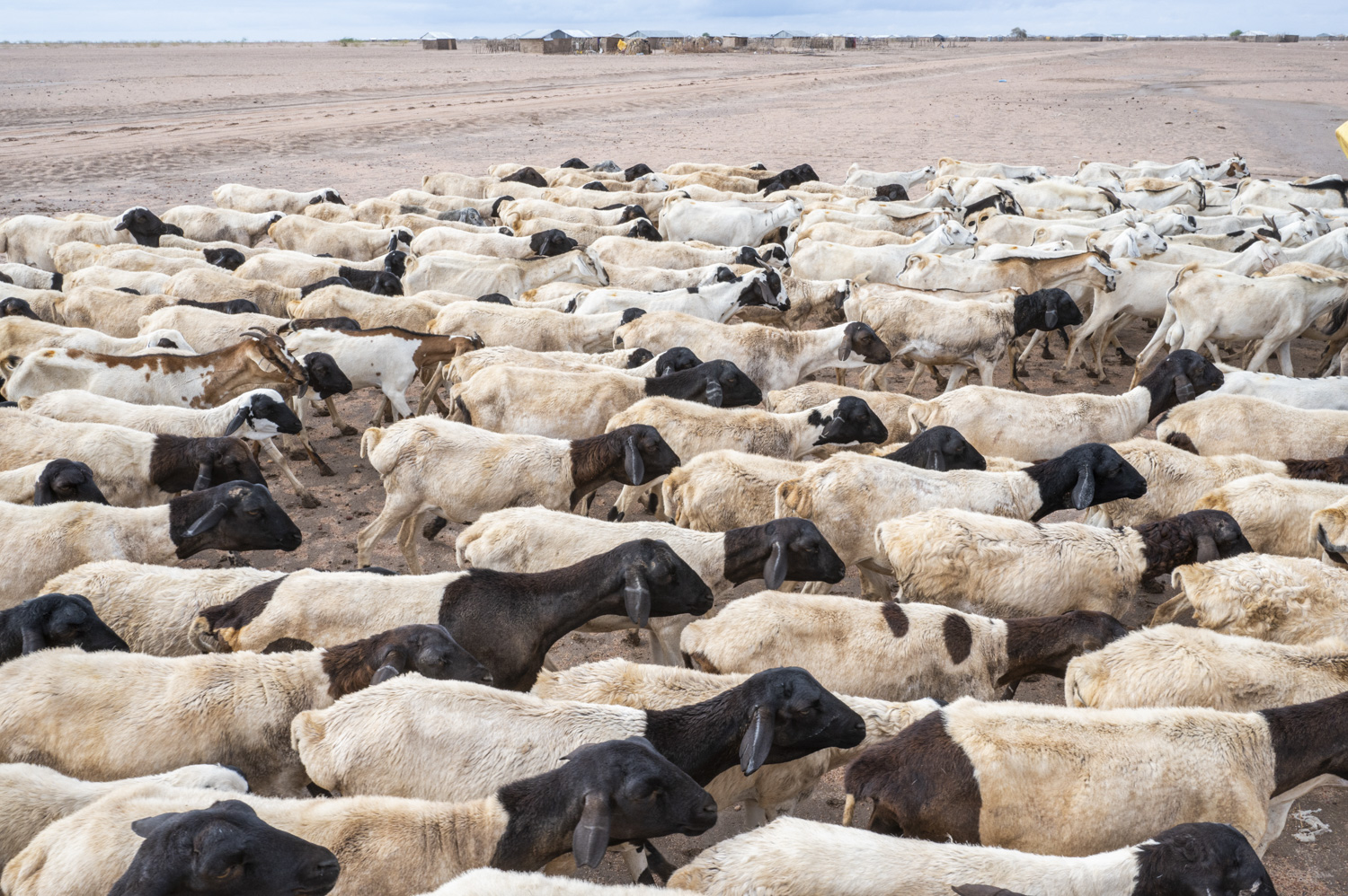 Unregulated Livestock Influx Threatens Isiolo’s Drought Grazing Reserves